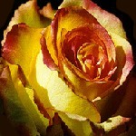 Click Here to Return Home